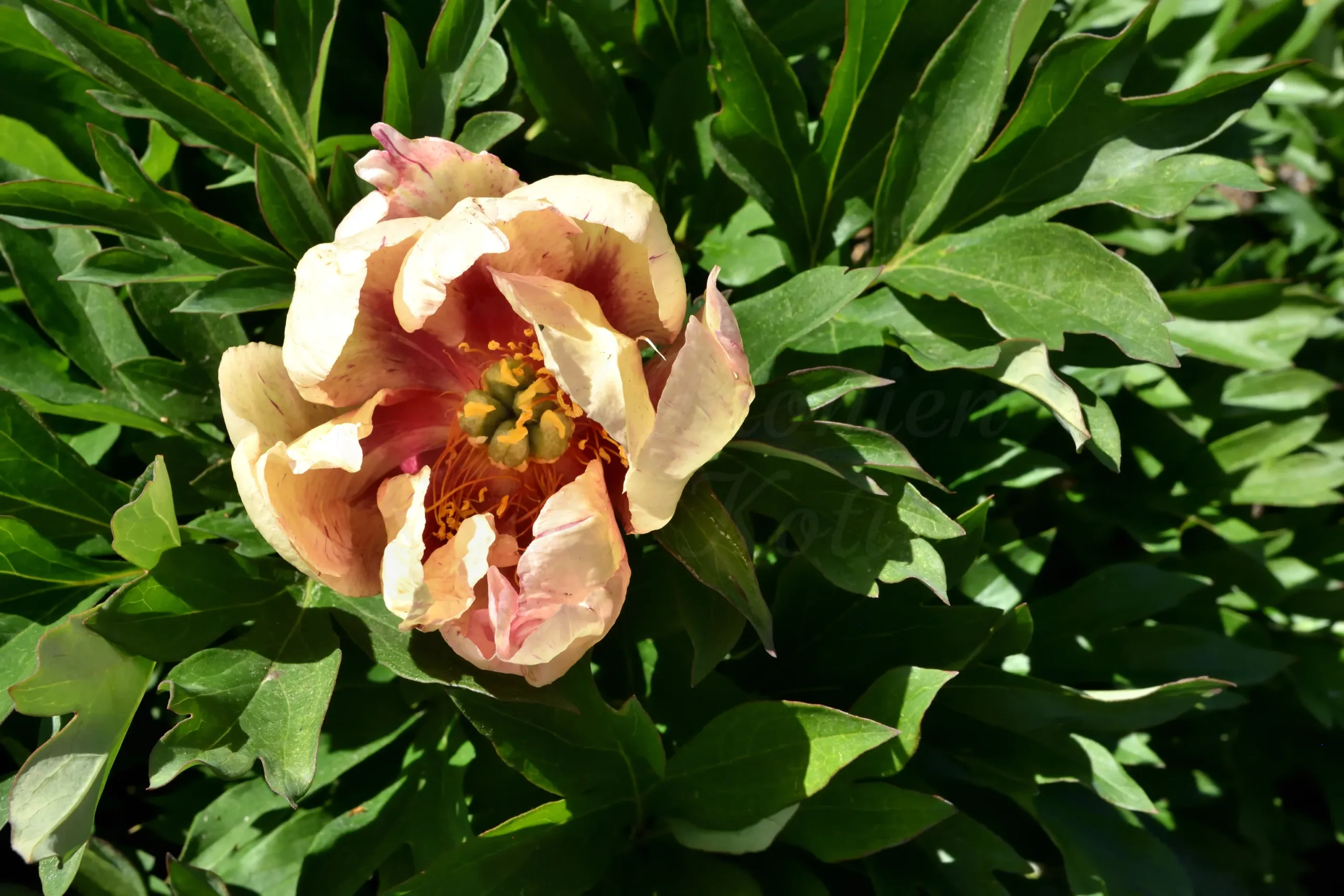 Kopper Kettle - Image 7