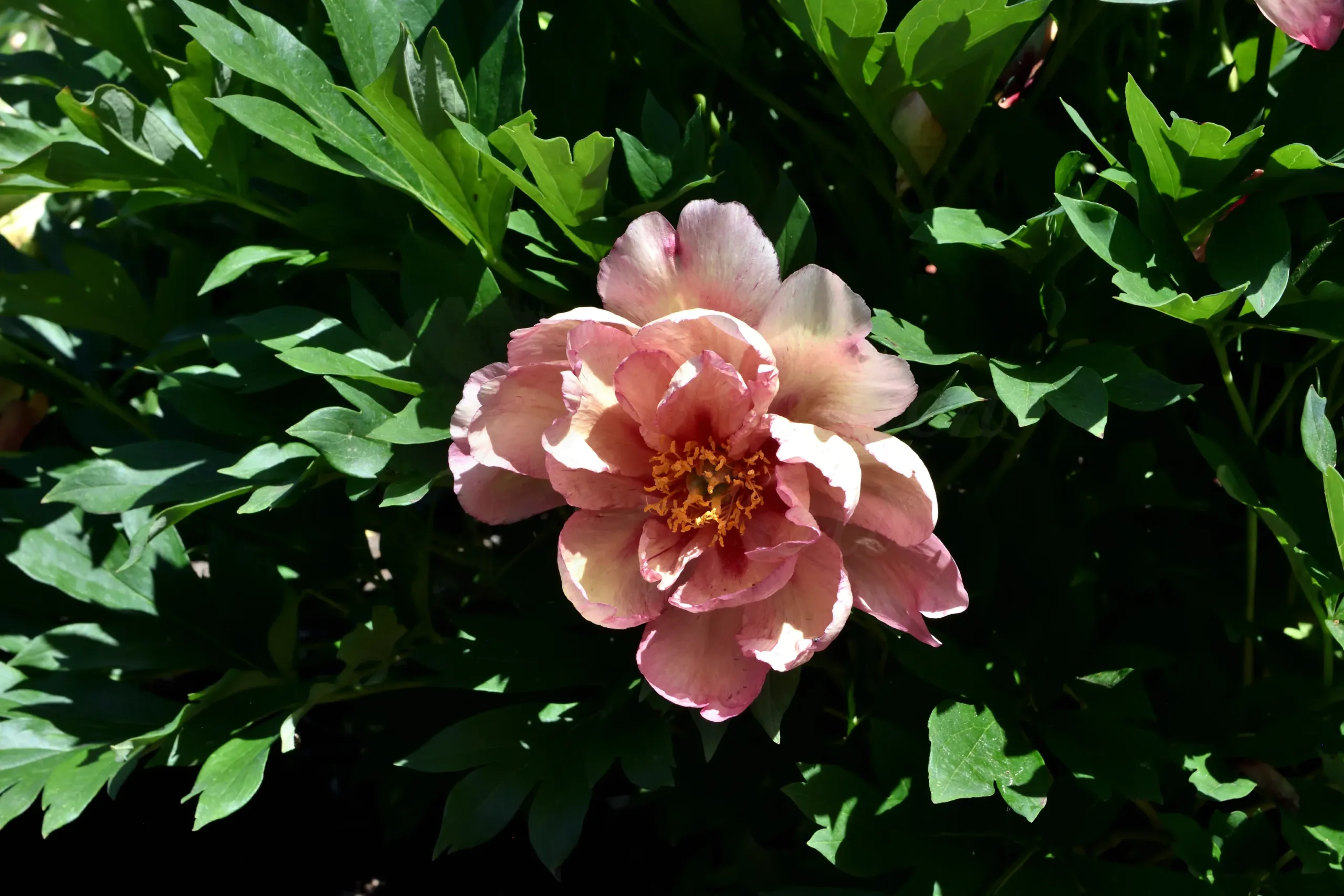 Kopper Kettle - Image 4