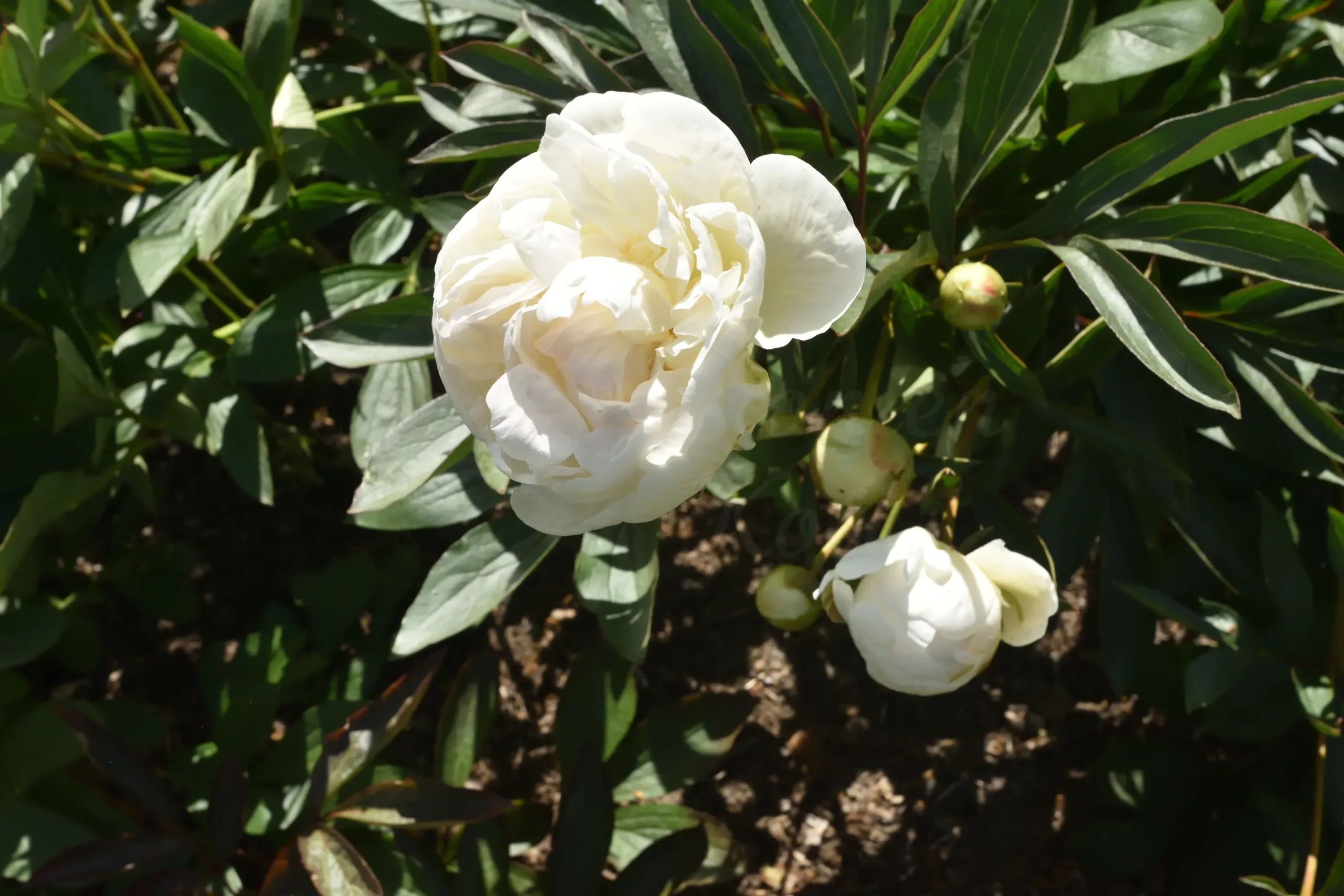 Madame Claude Tain - Image 3