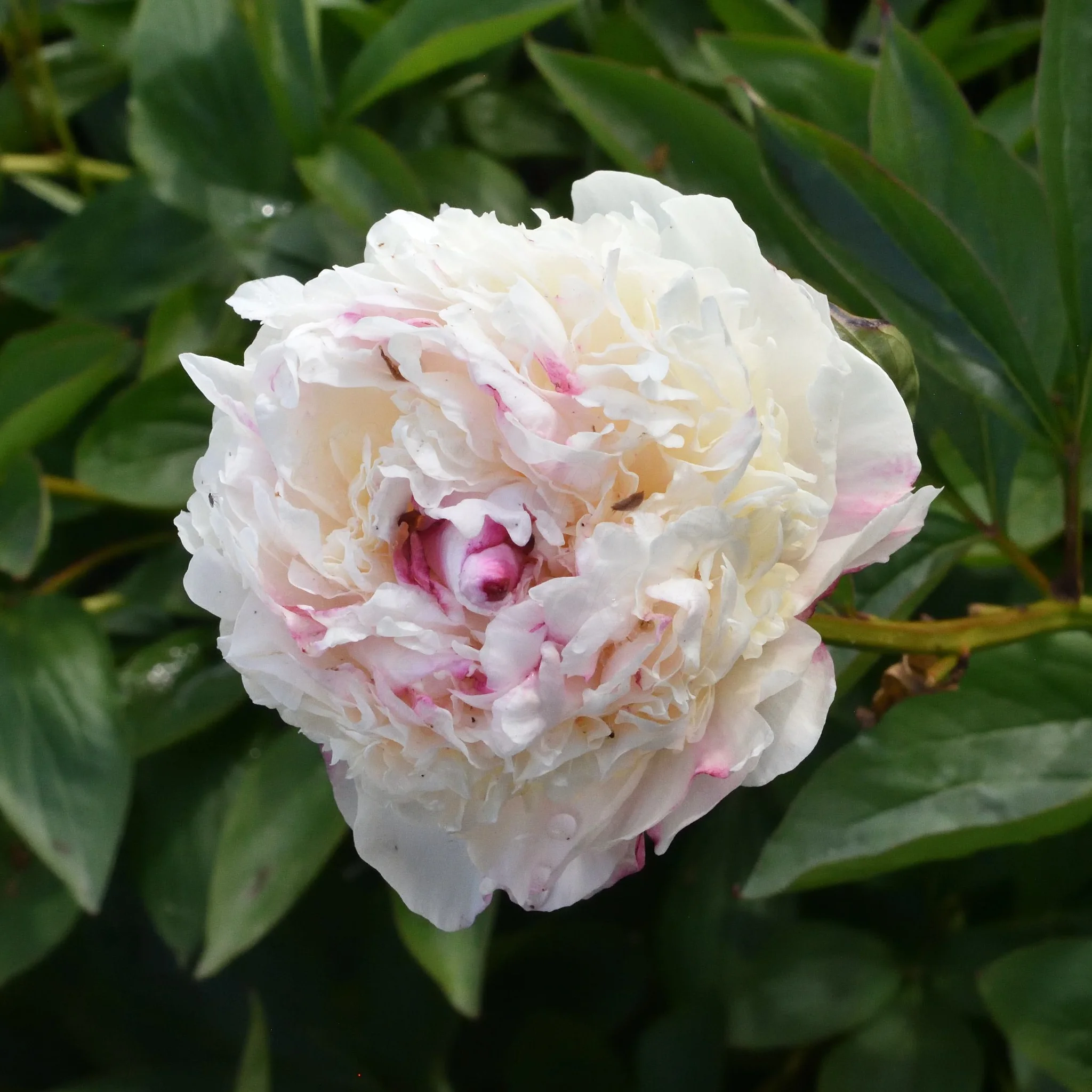 Madame de Verneville - Image 7