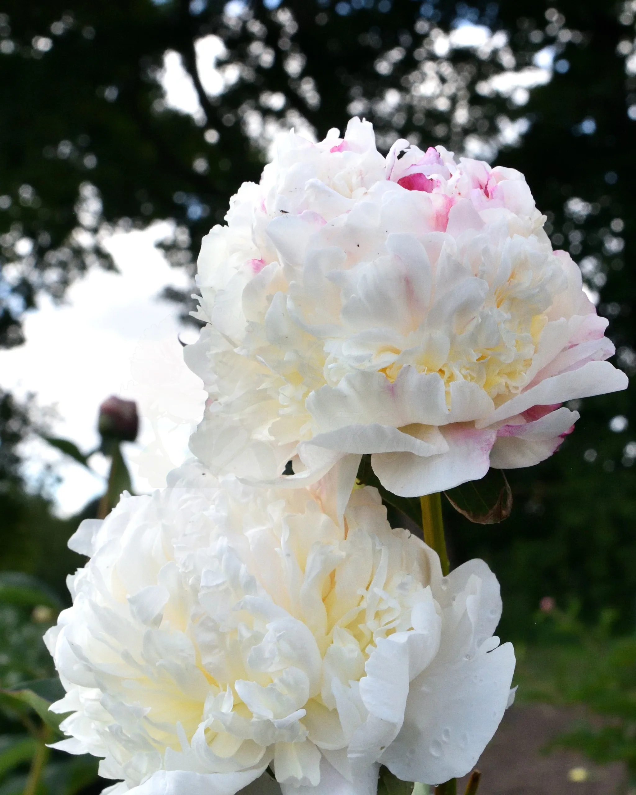 Madame de Verneville - Image 6