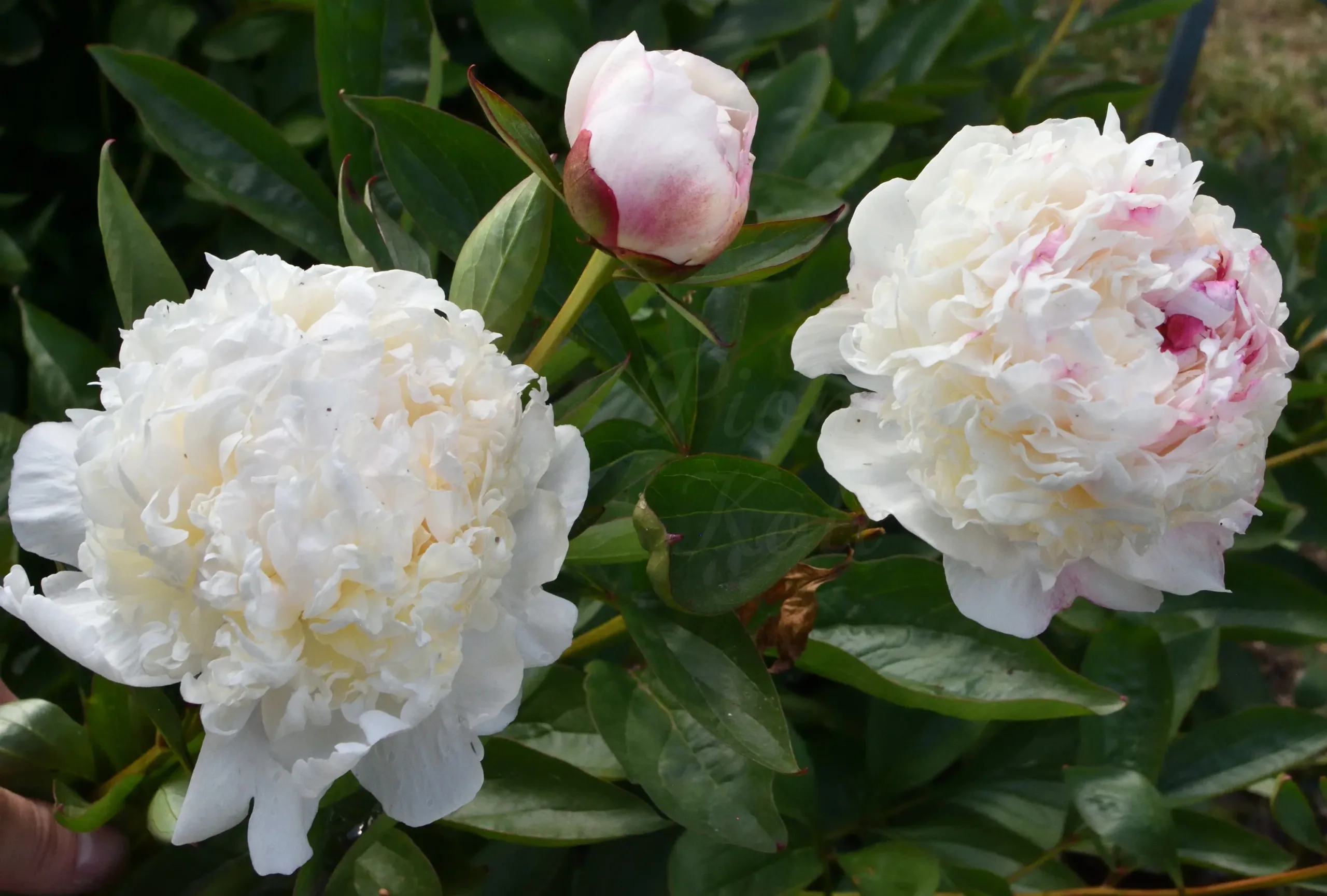 Madame de Verneville - Image 5