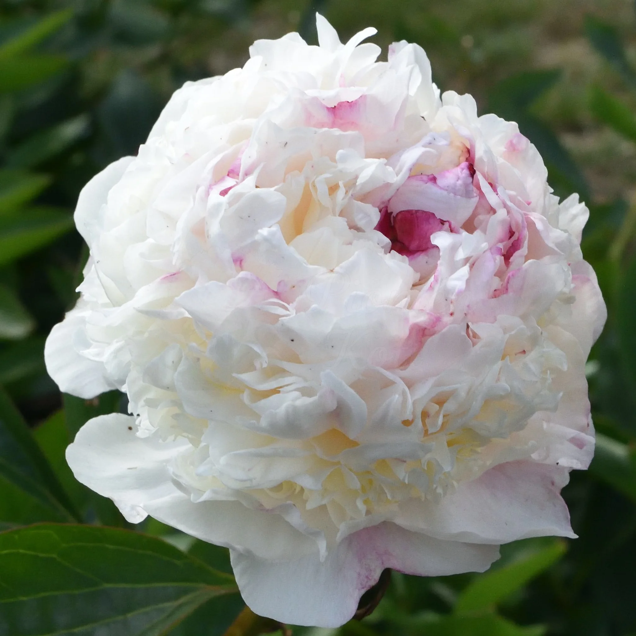 Madame de Verneville