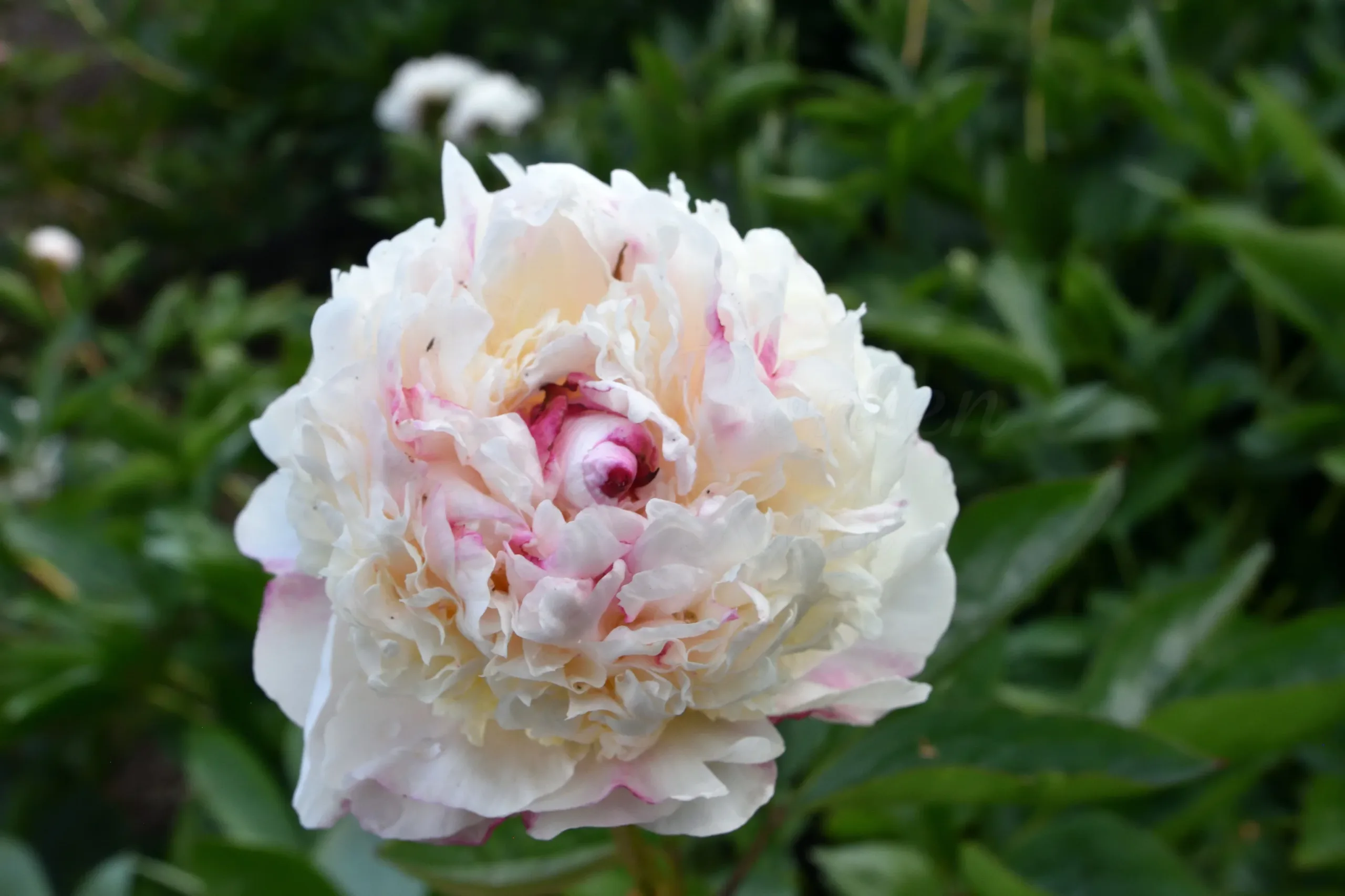 Madame de Verneville - Image 4