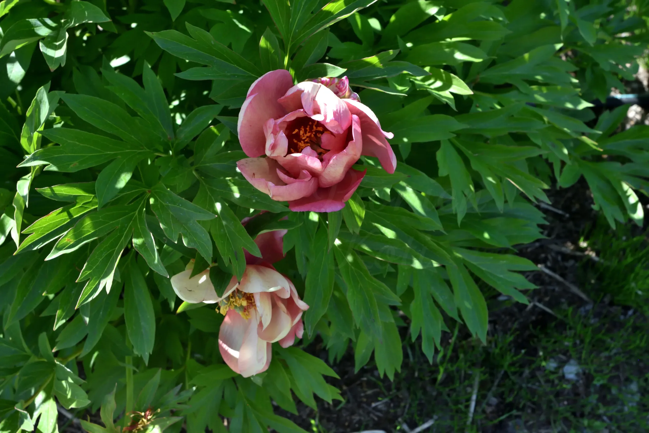 Magical Mystery Tour - Image 11