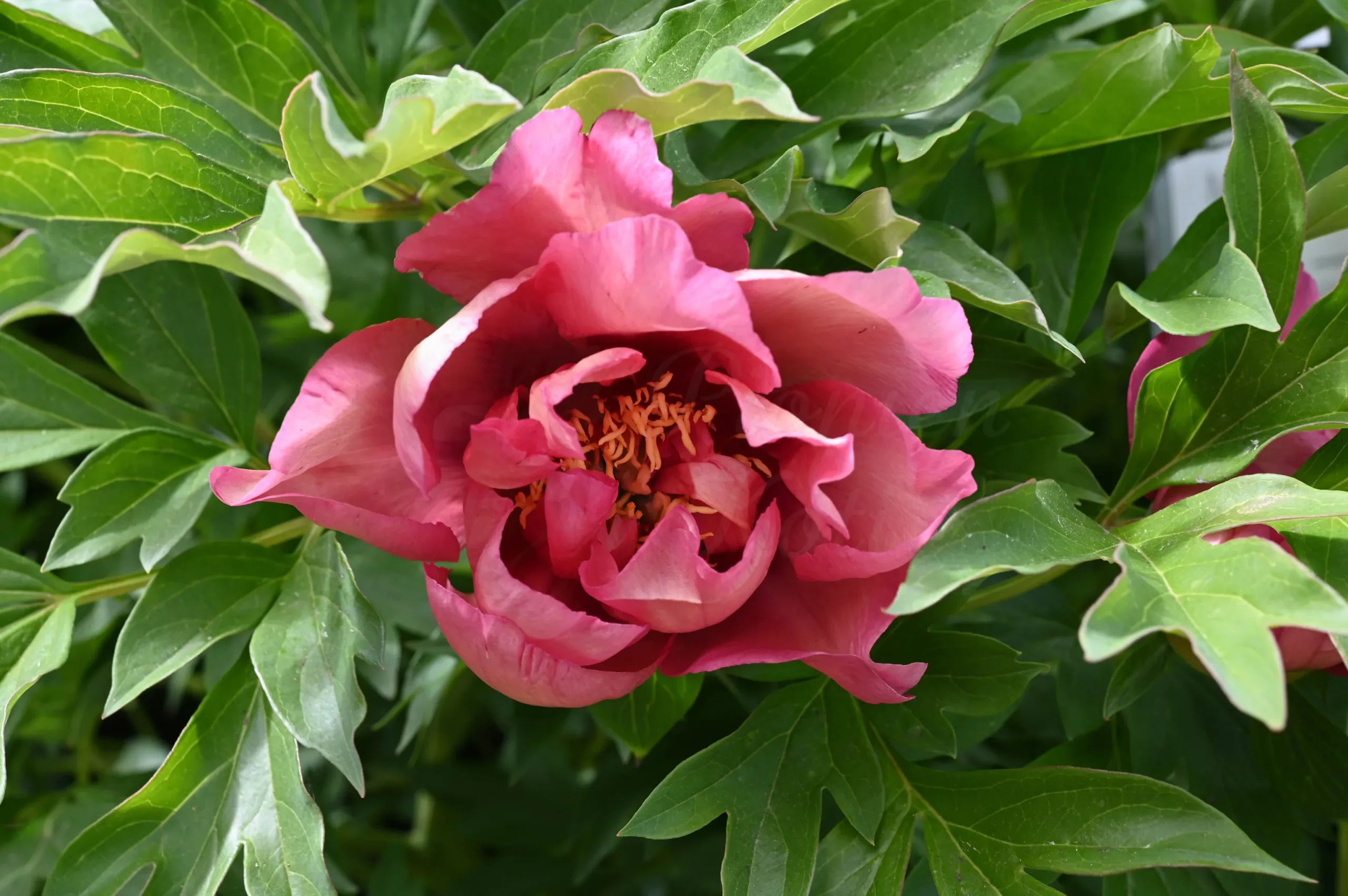 Magical Mystery Tour - Image 10