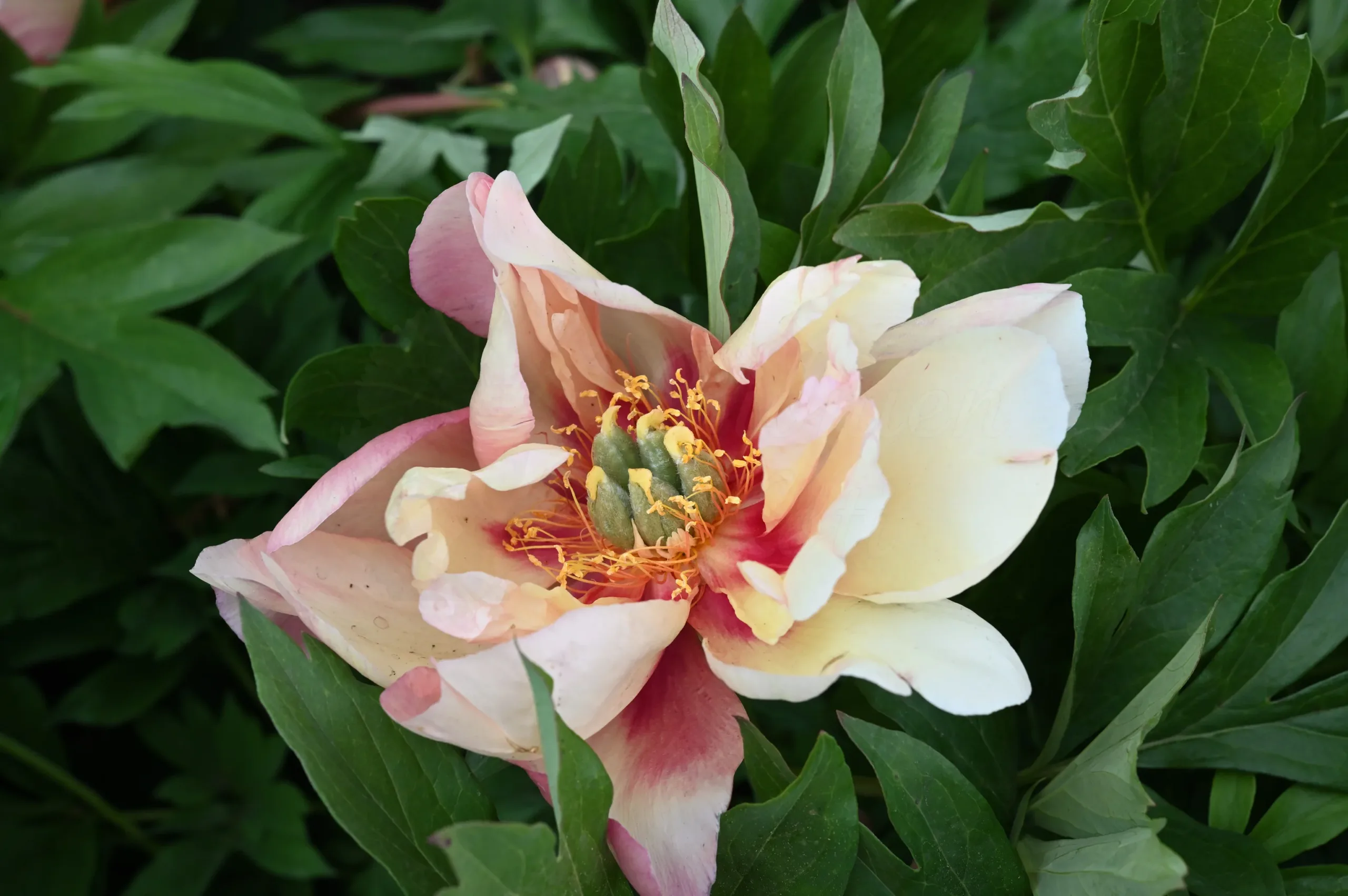 Magical Mystery Tour - Image 9