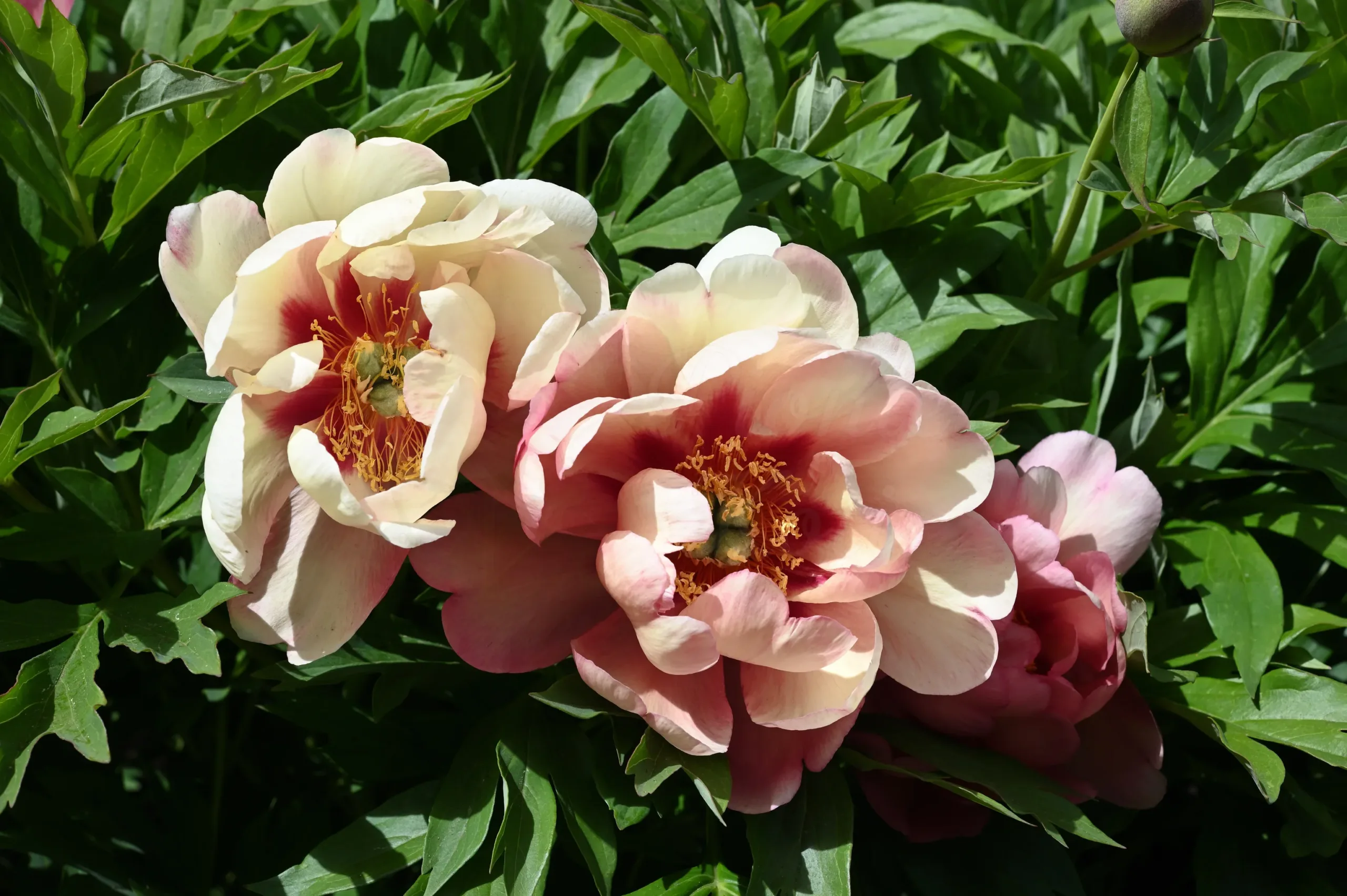 Magical Mystery Tour - Image 8