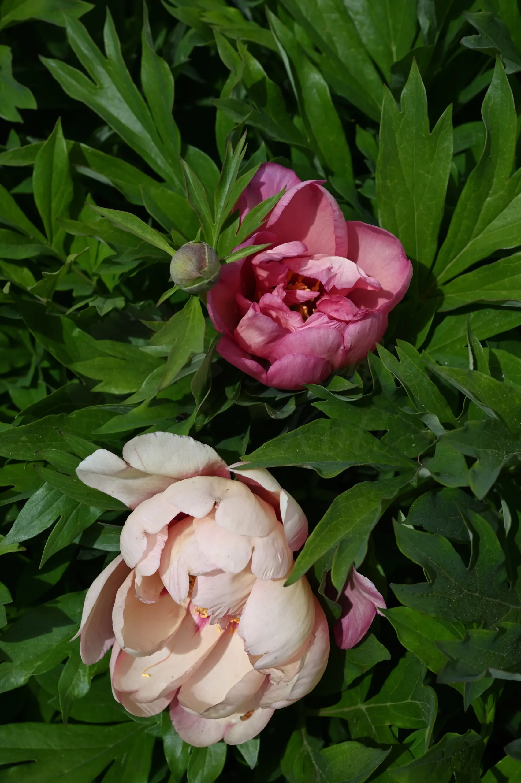 Magical Mystery Tour - Image 7