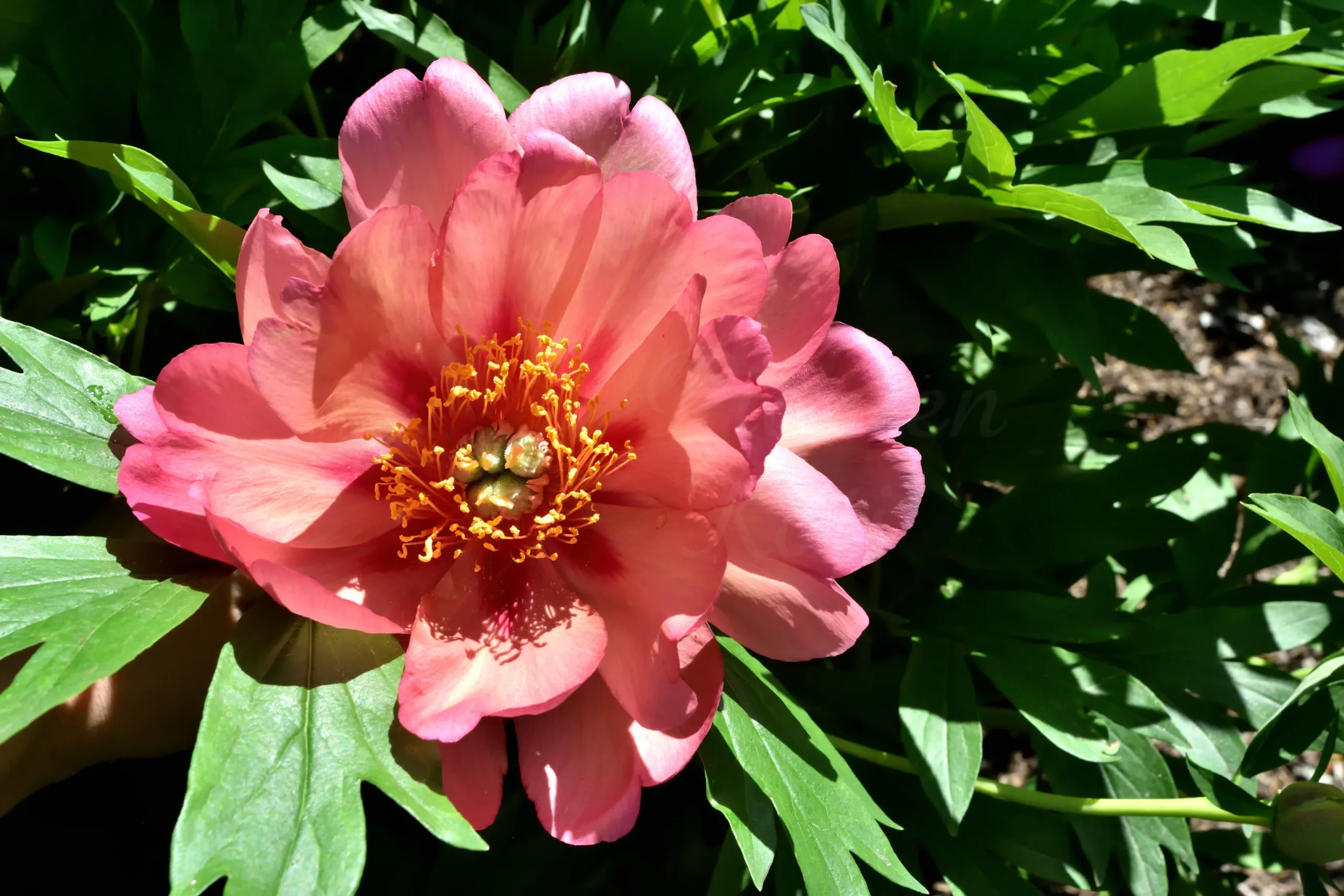 Magical Mystery Tour - Image 6