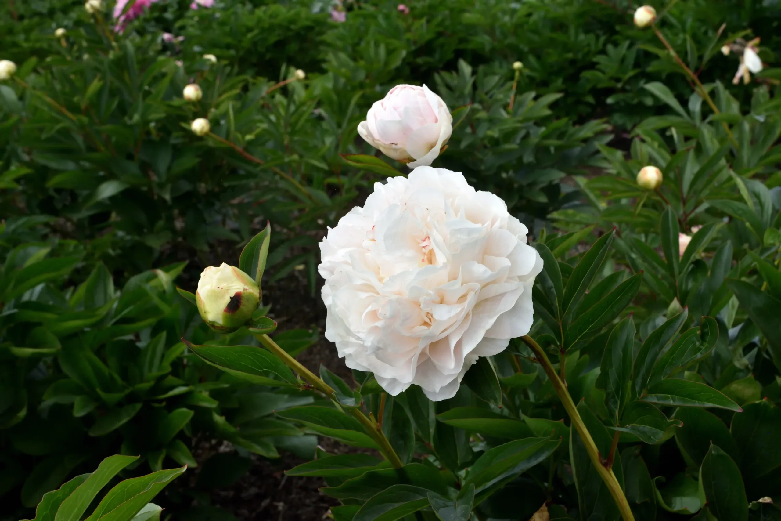 Marie Lemoine - Image 10