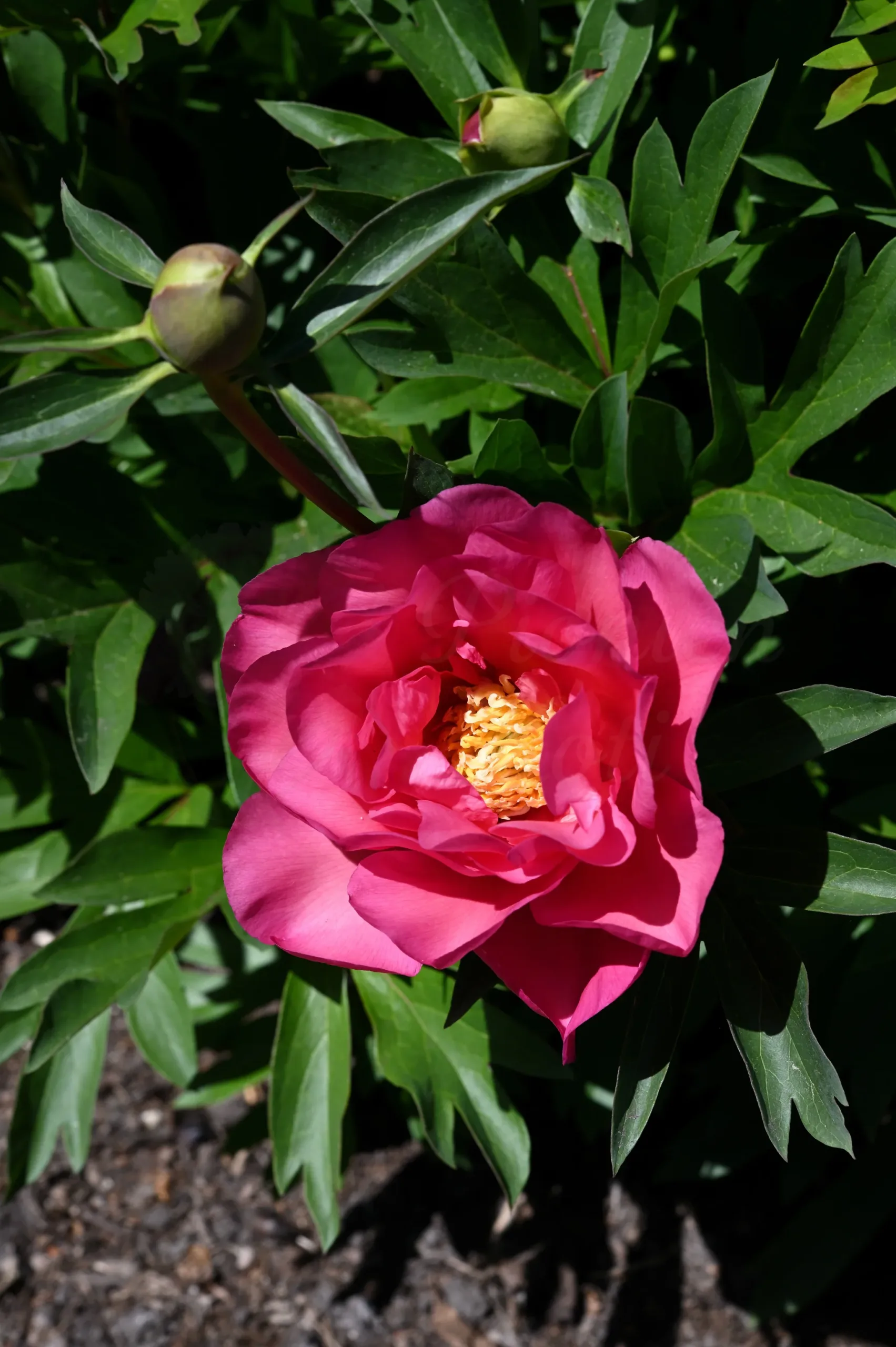 New Millenium - Image 6