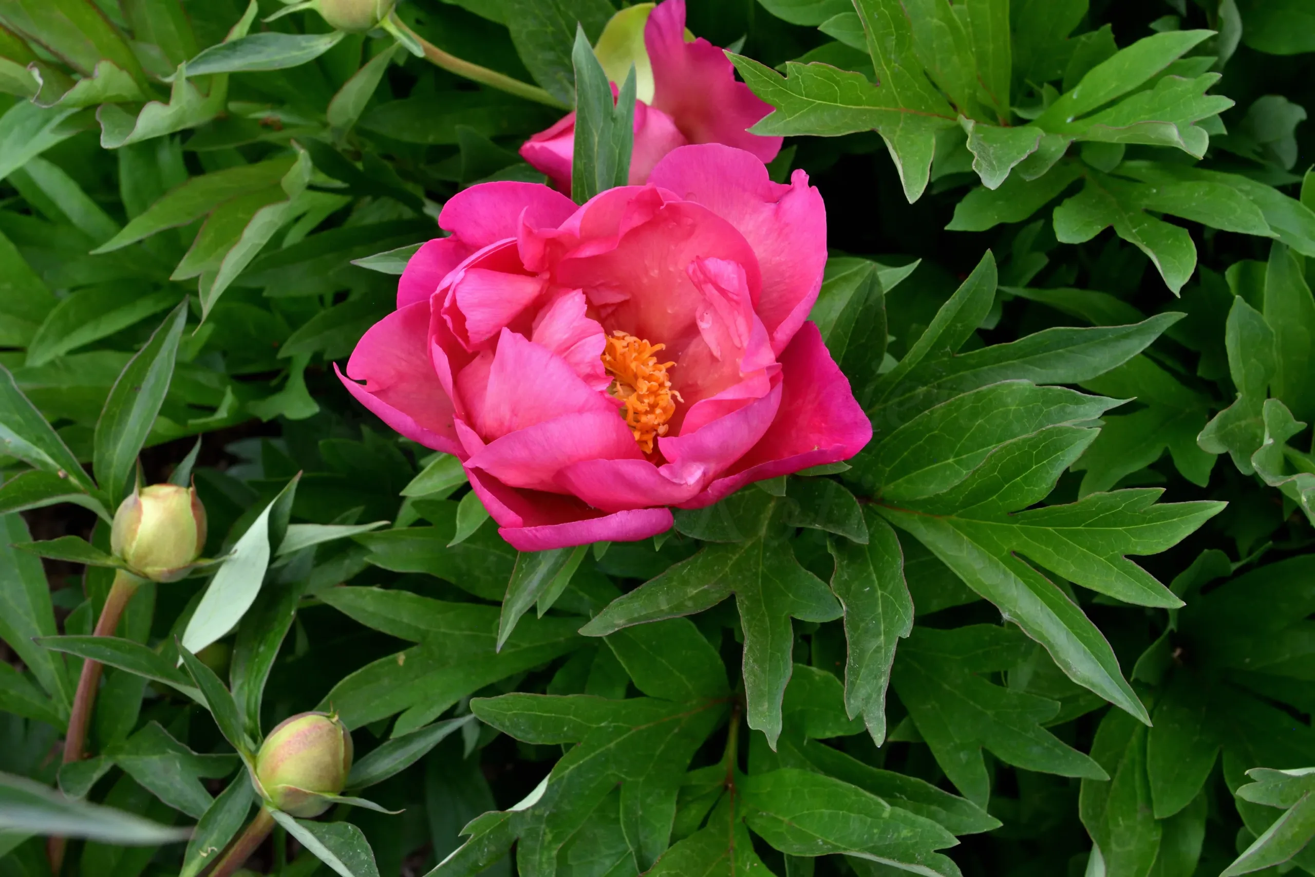 New Millenium - Image 4