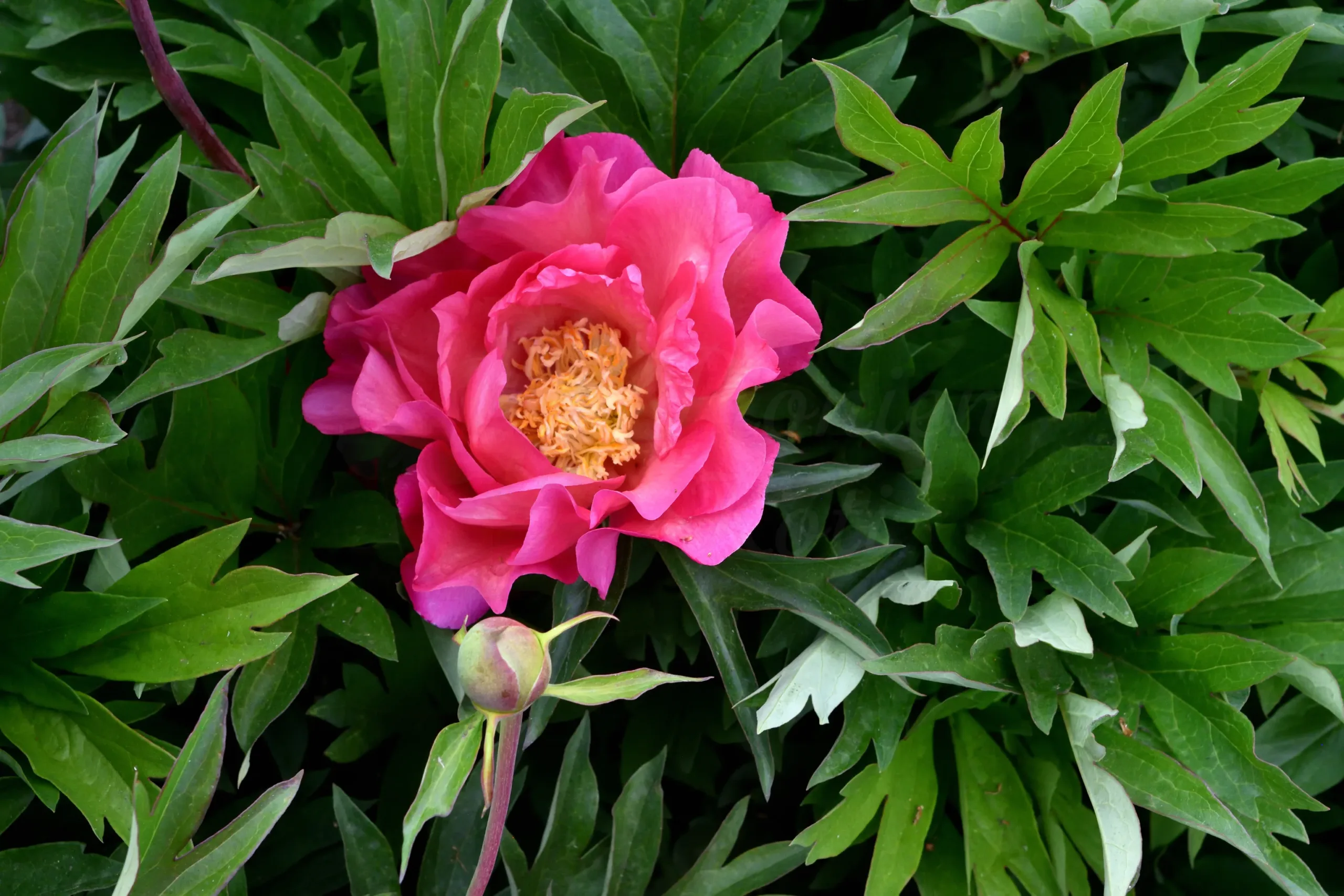 New Millenium - Image 3