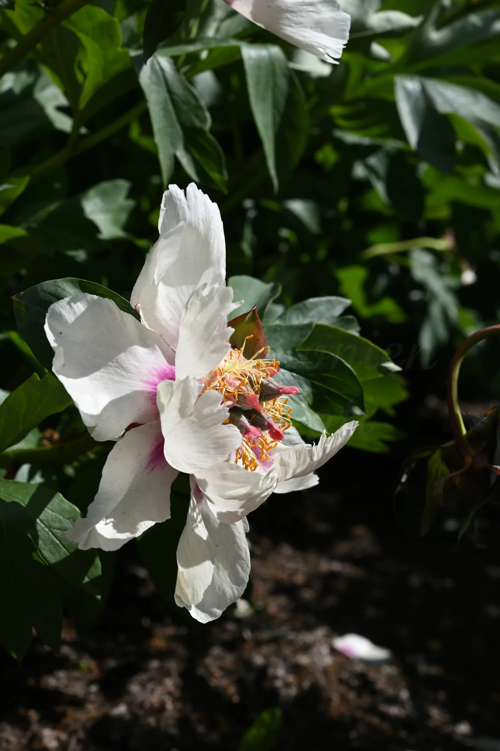 Queen of Hearts - Image 4