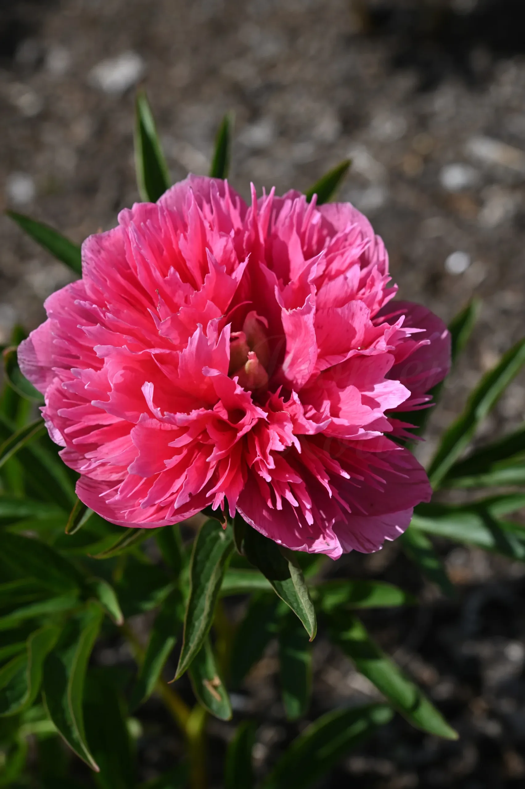 Rosea plena - Image 5