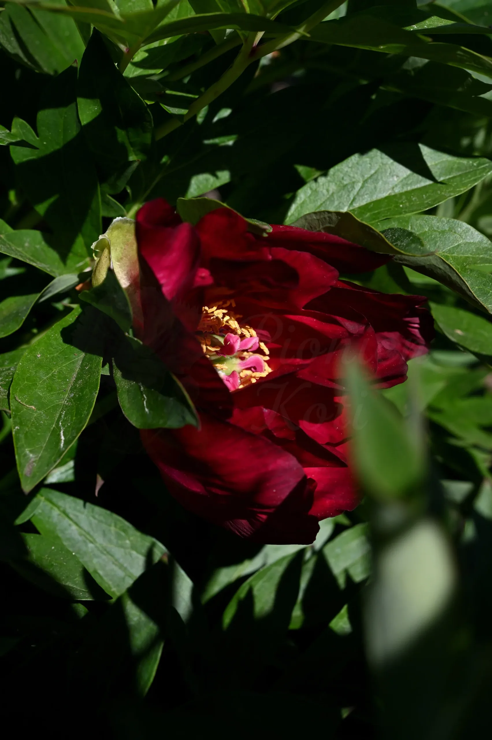 Scarlet Heaven - Image 5