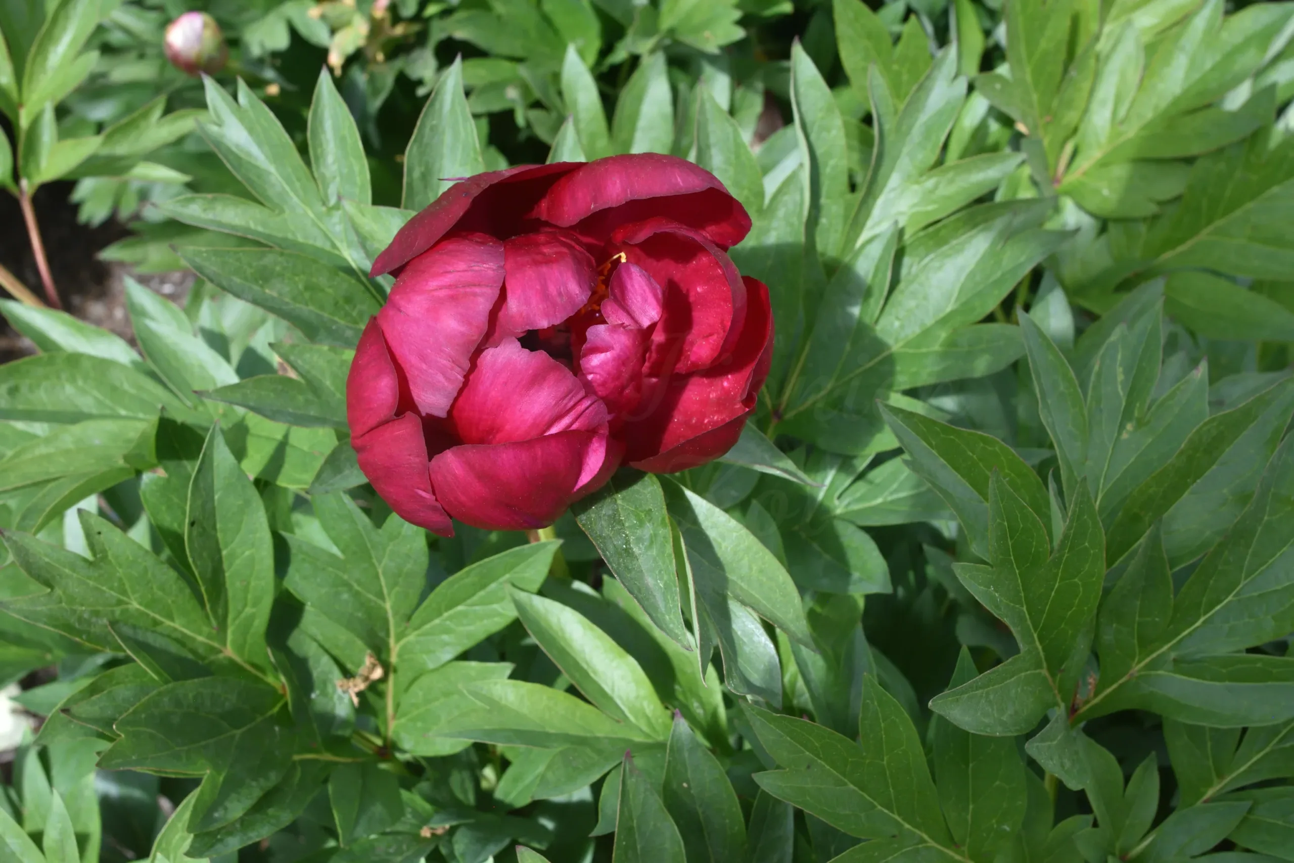 Scarlet Heaven - Image 6