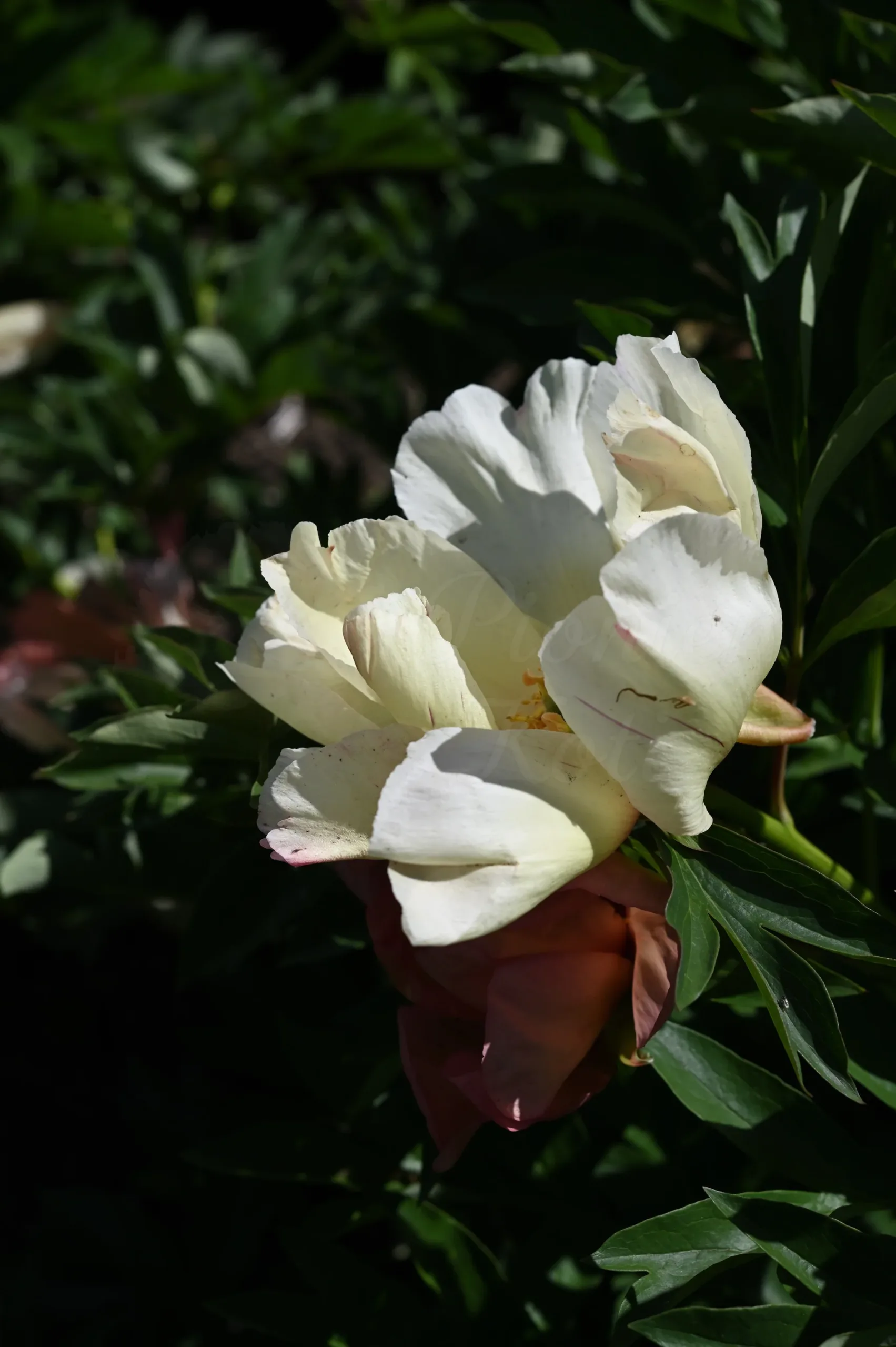 Sonoma Floozy - Image 7