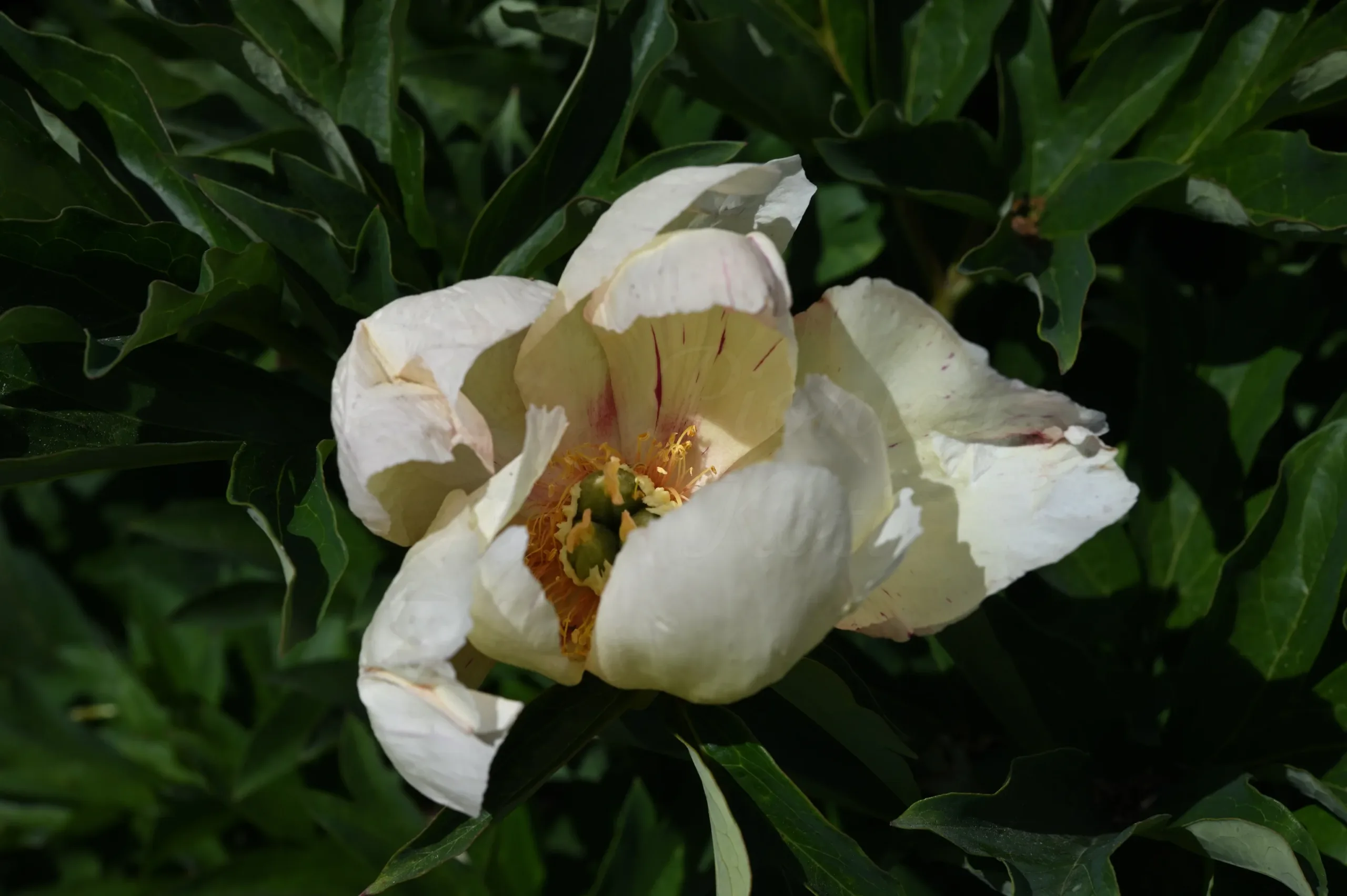 Sonoma Floozy - Image 2