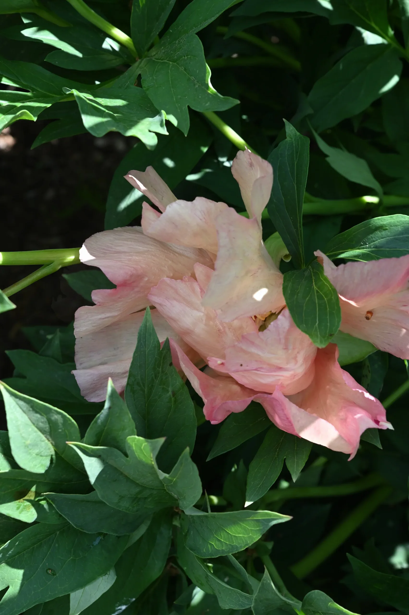 Sonoma Floozy - Image 8