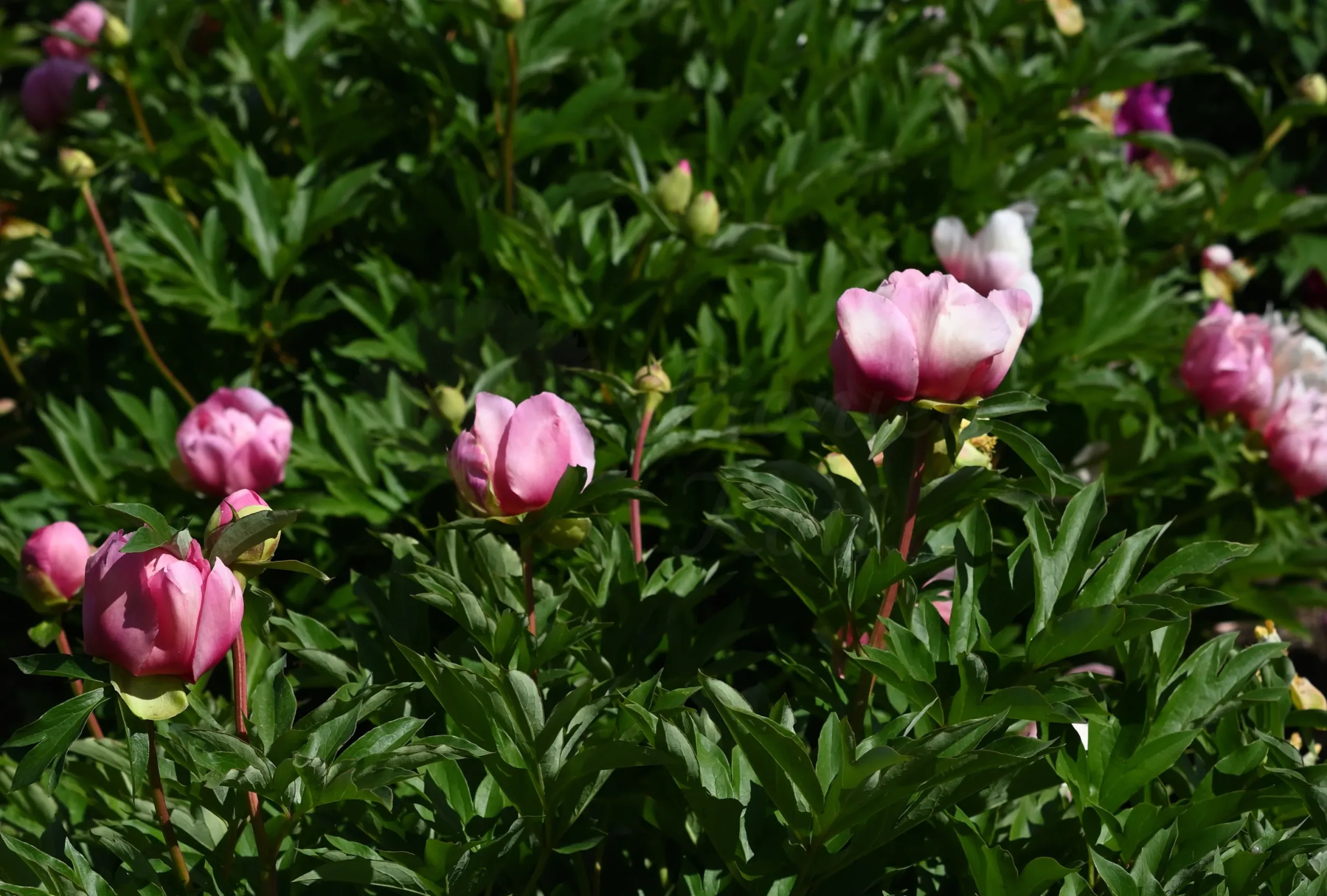Strawberry Creme Brulee - Image 2