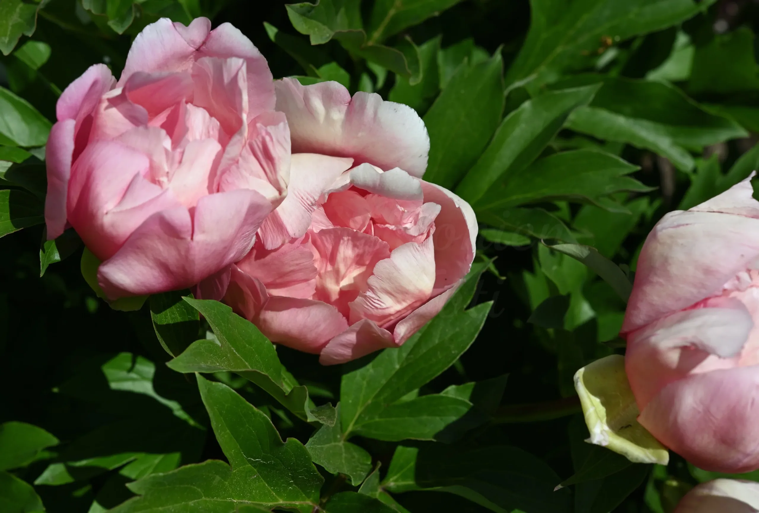 Strawberry Creme Brulee - Image 3