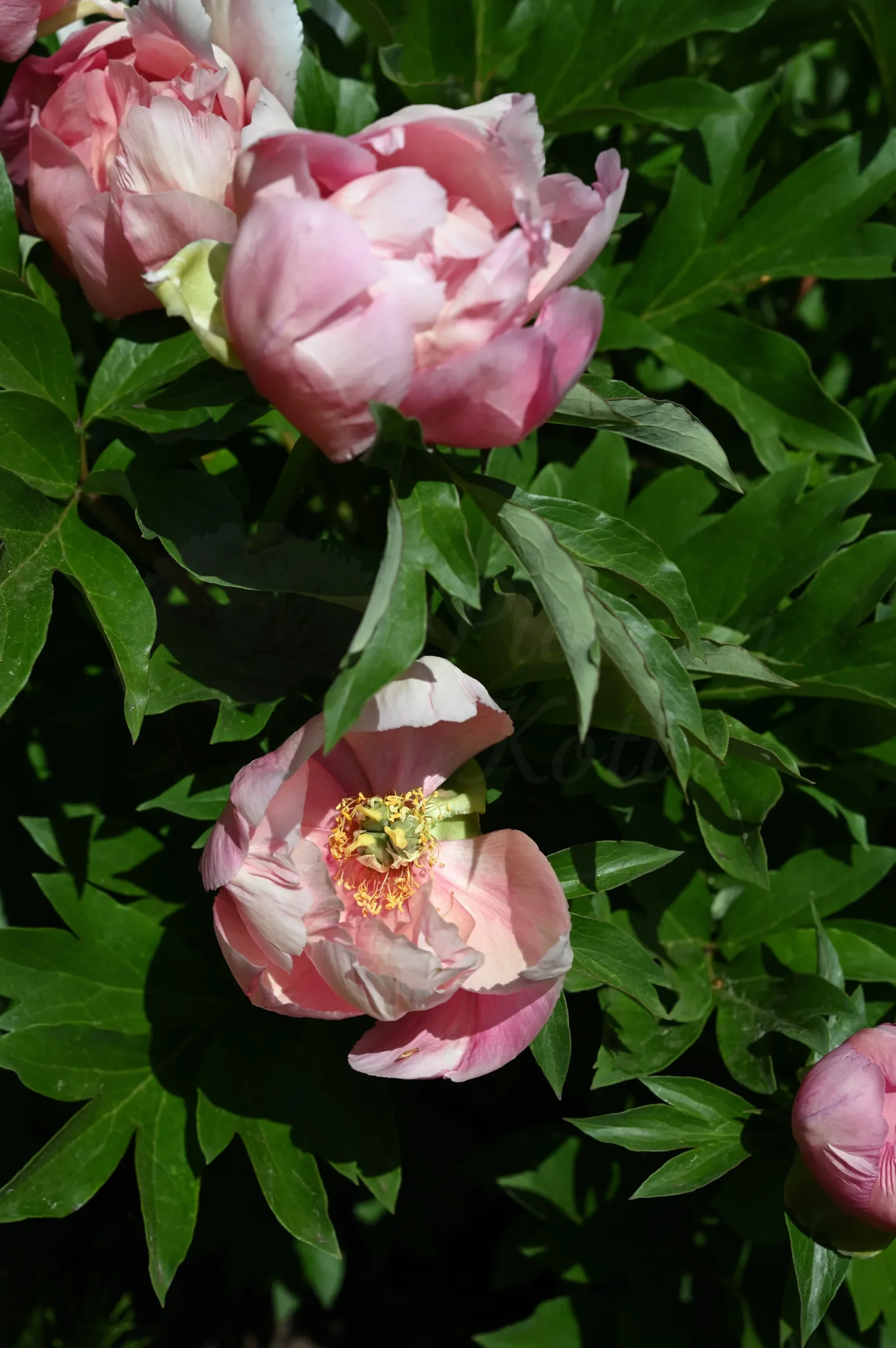 Strawberry Creme Brulee - Image 4