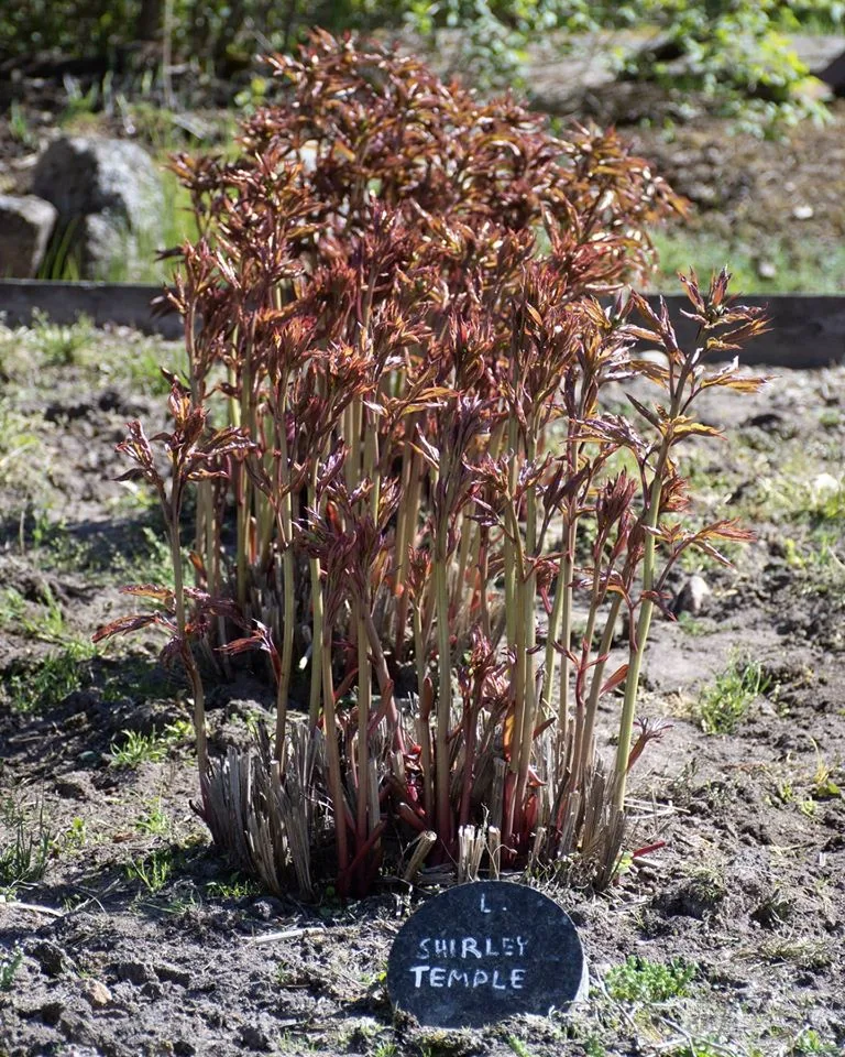 Shirley Temple - Image 6
