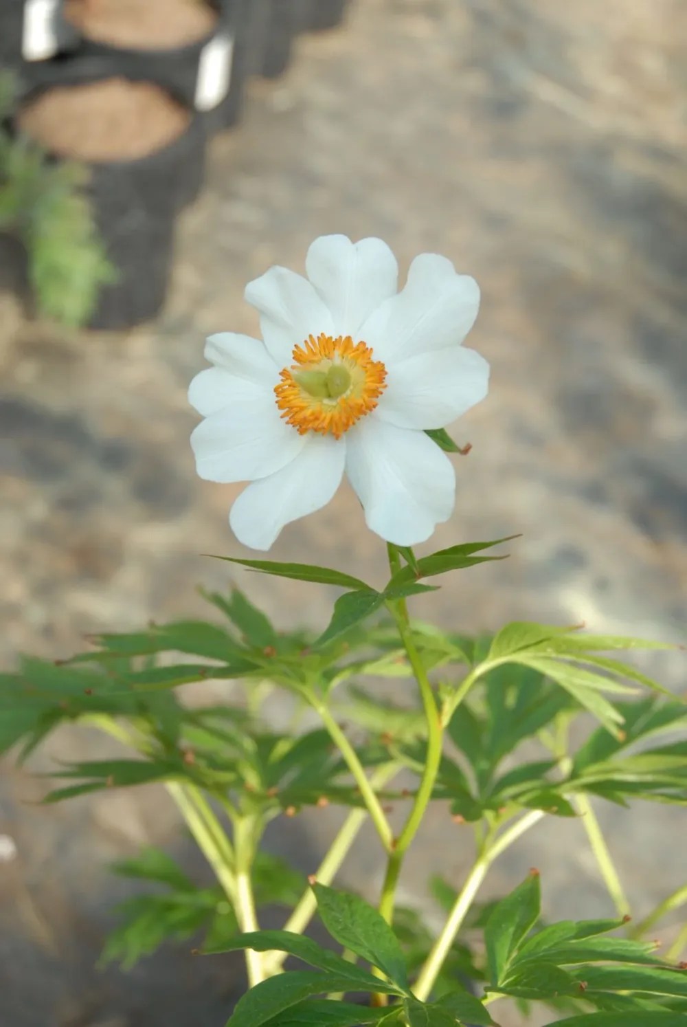 Early Windflower - Image 5