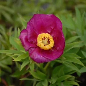 P. banatica