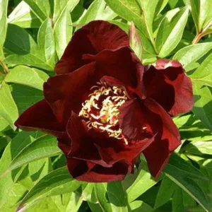 Red Double Seedling