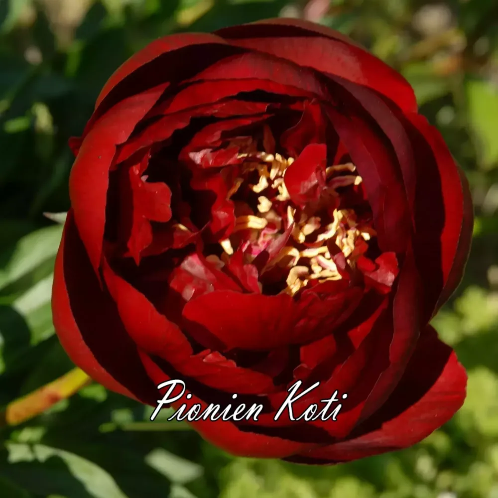Buckeye Belle - Image 3