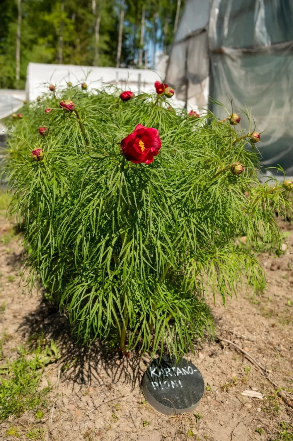 P. x hybrida 'Kartanopioni' - Image 8