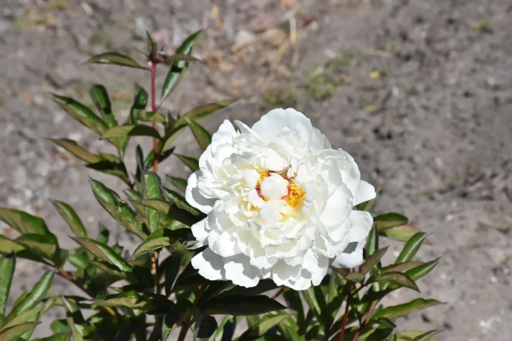 Boule de Neige - Image 4