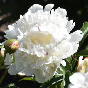 Festiva Maxima