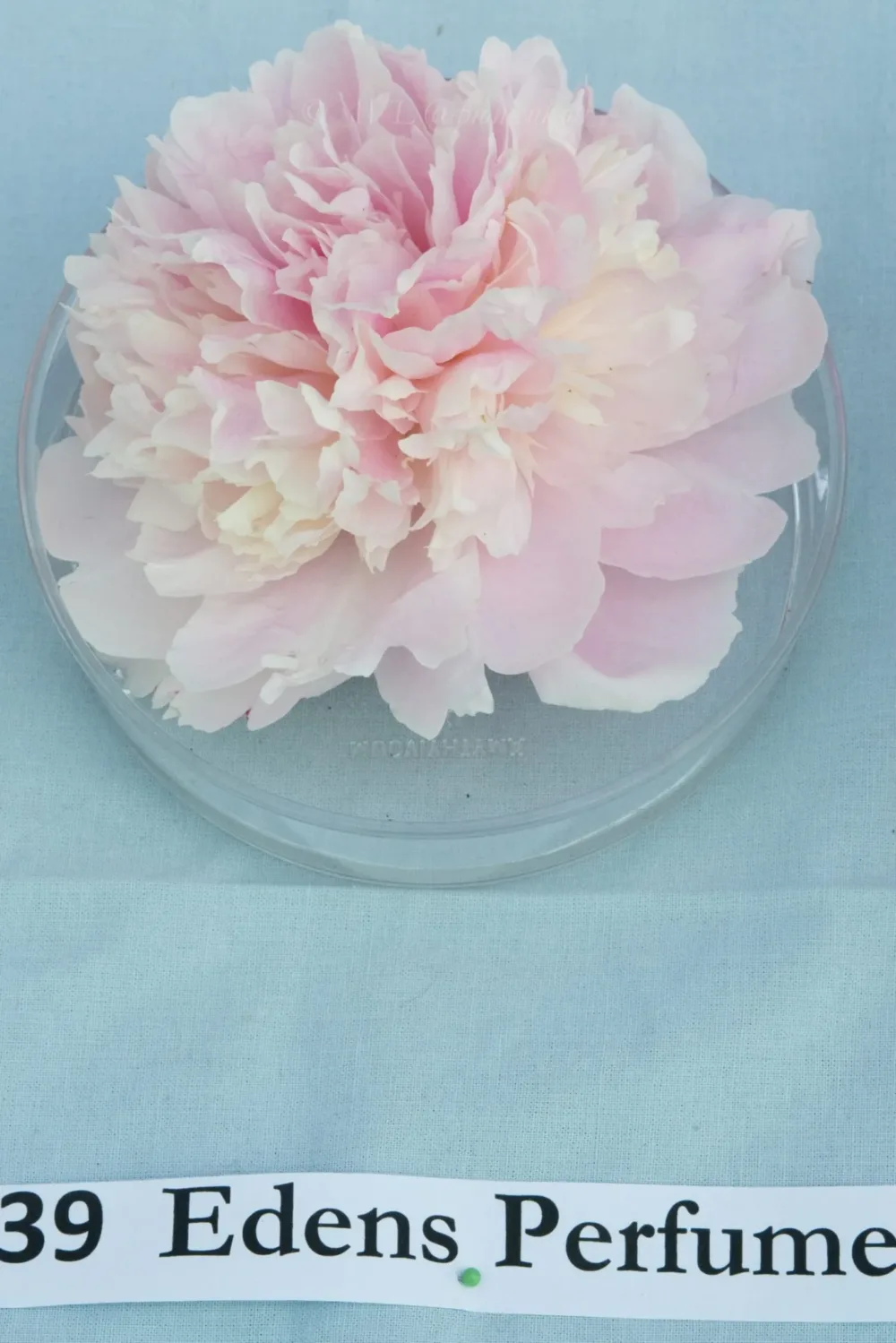 Eden's Perfume - Image 12