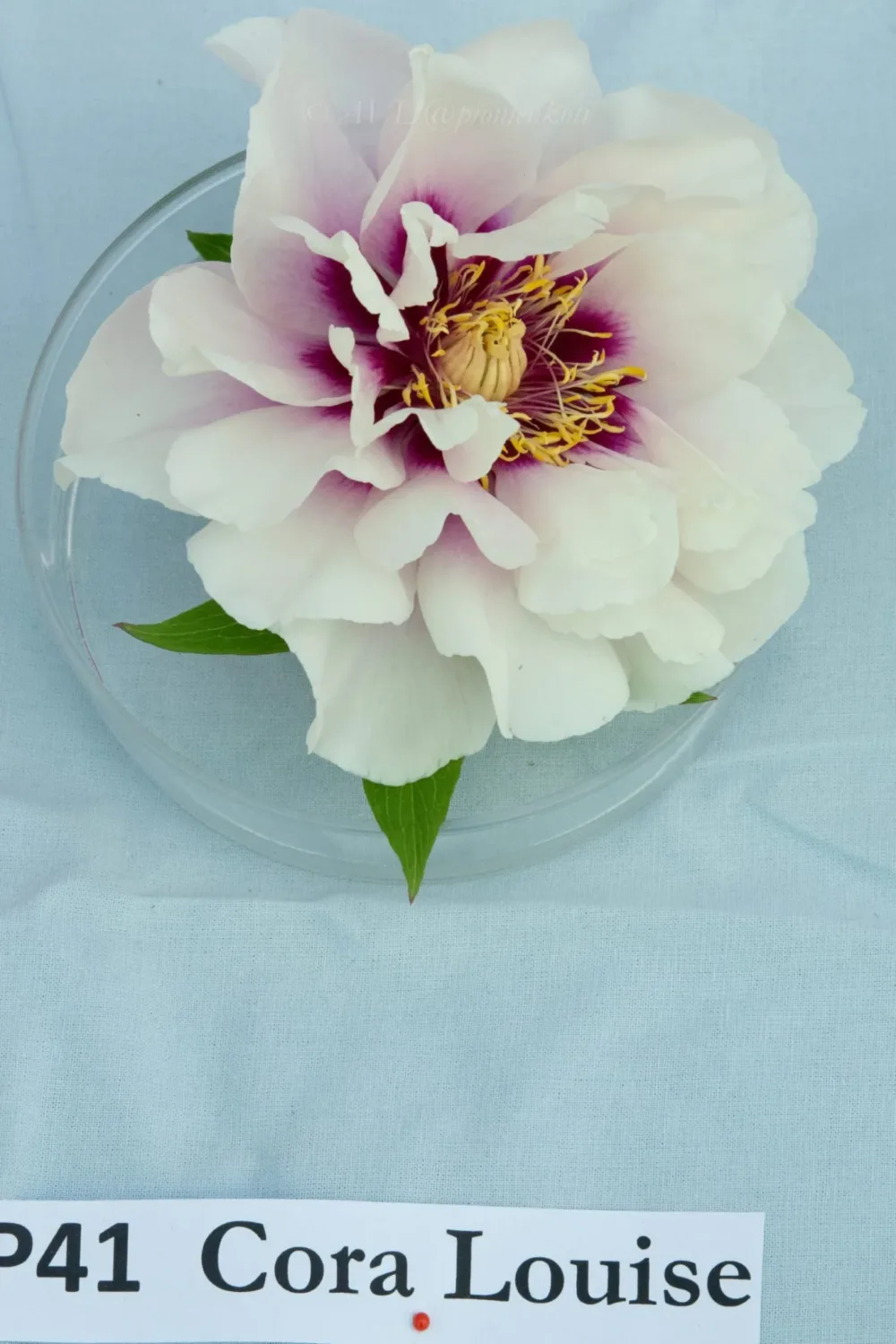 Cora Louise - Image 10