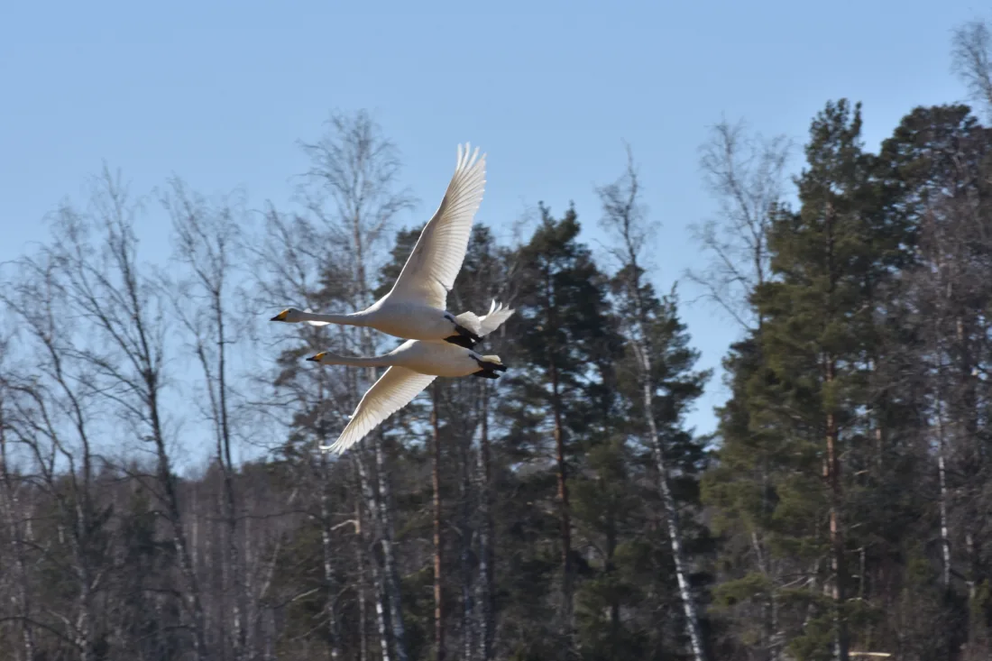 Kevättä ilmassa