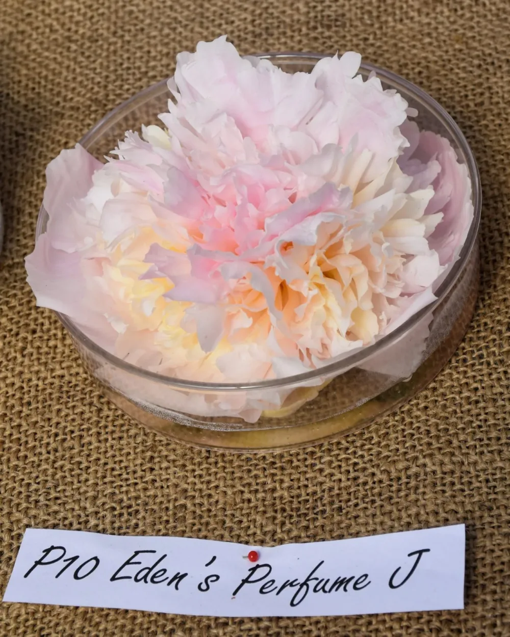 Eden's Perfume - Image 13
