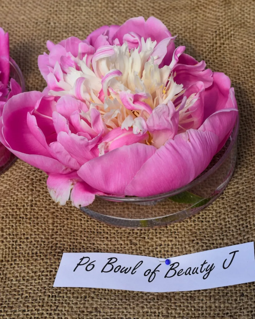 Bowl of Beauty - Image 8