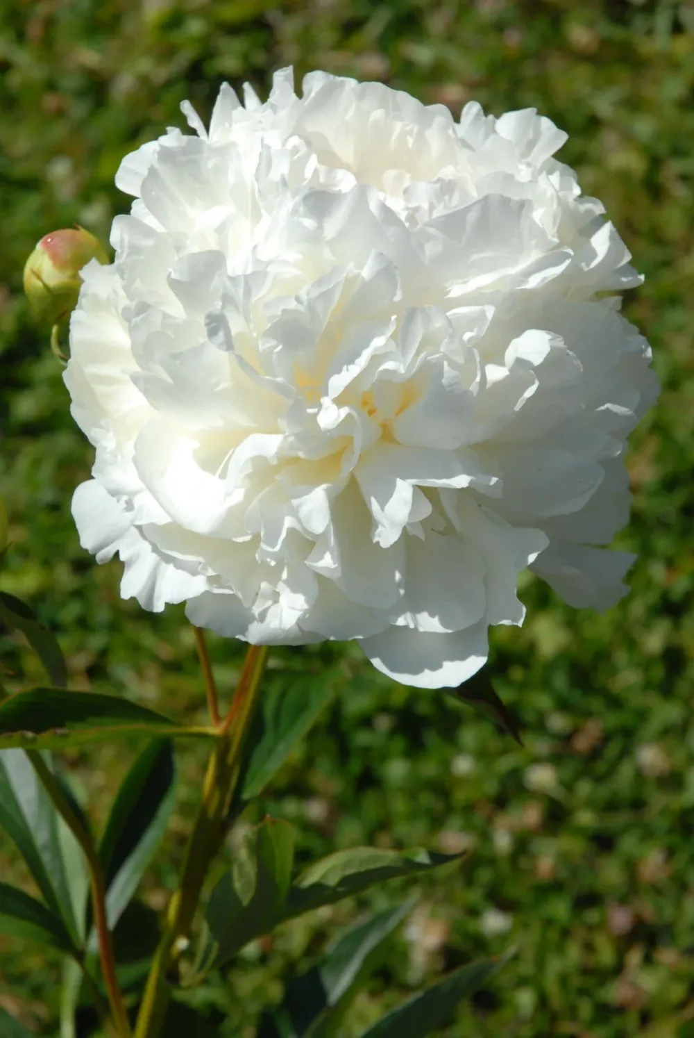 Duchesse de Nemours - Image 4