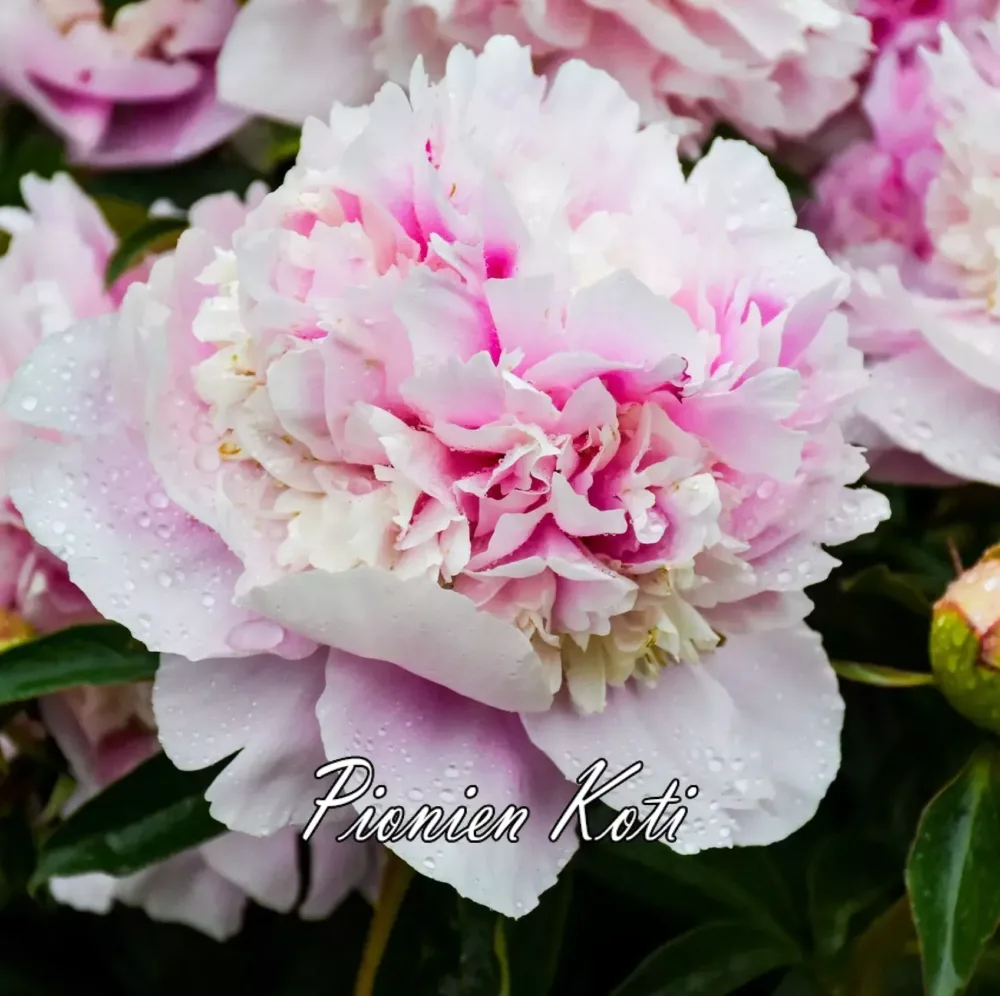 Eden's Perfume