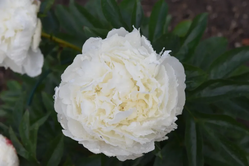 Elsa Sass - Image 8