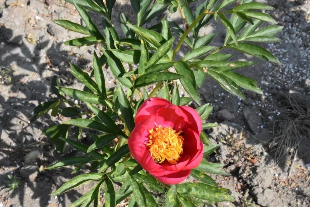 Flame - Image 8
