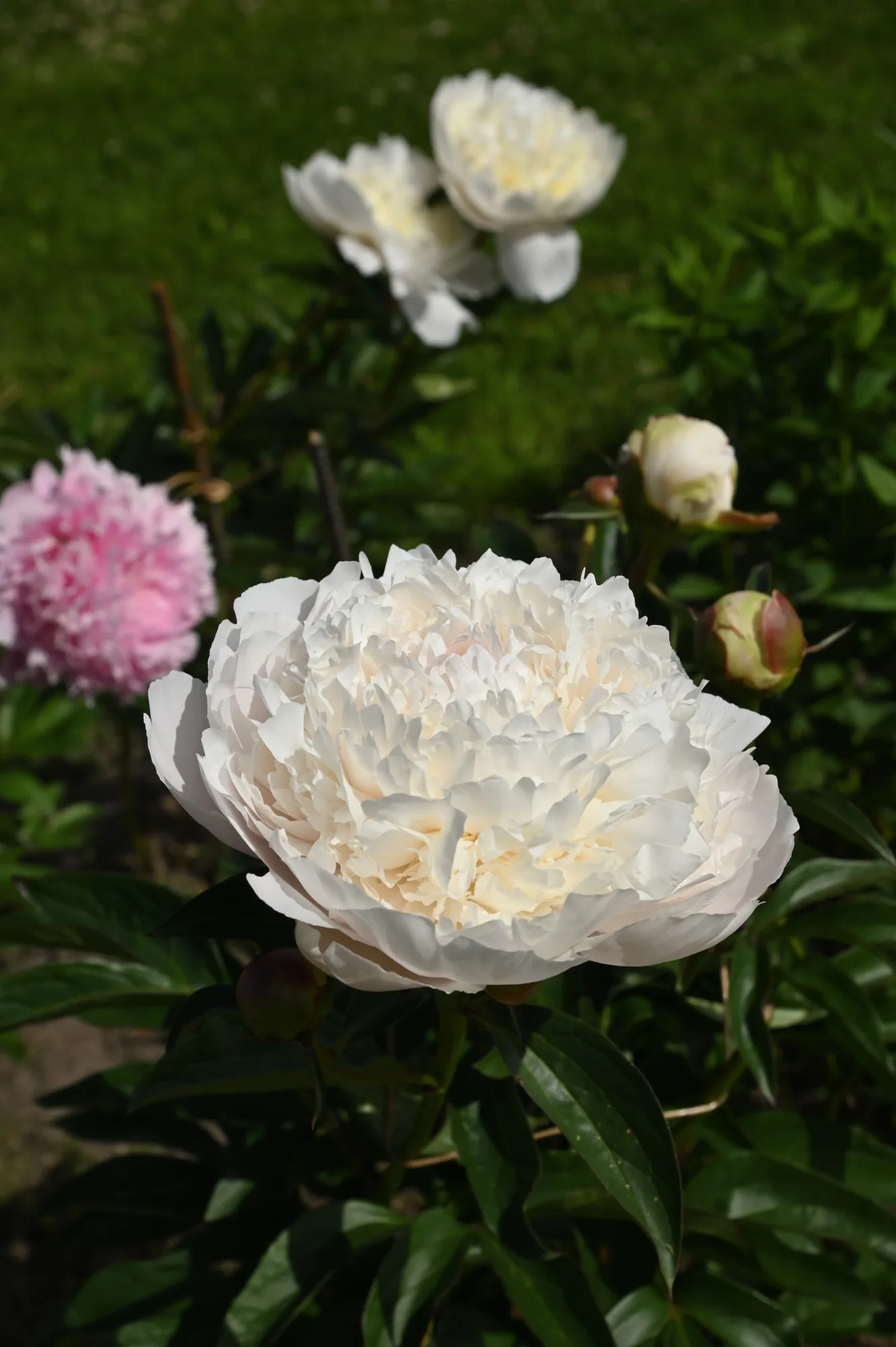 Henry Sass - Image 4