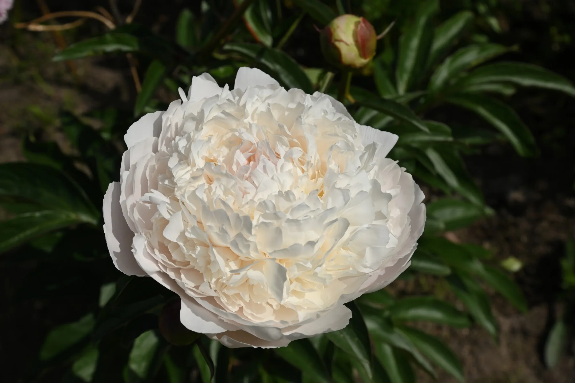 Henry Sass - Image 3