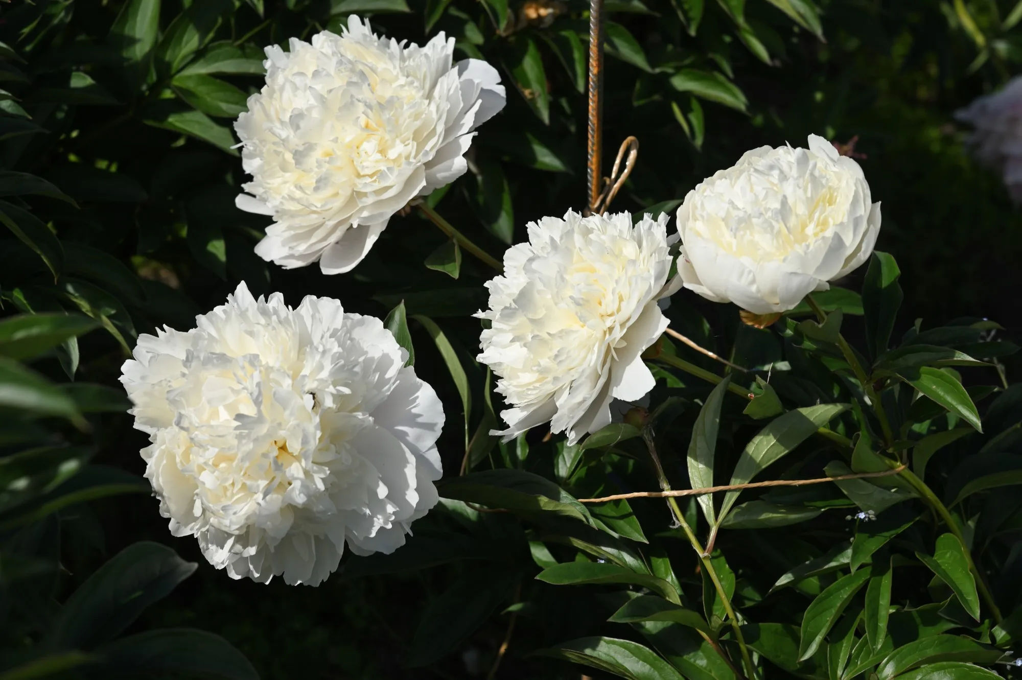 Henry Sass - Image 2