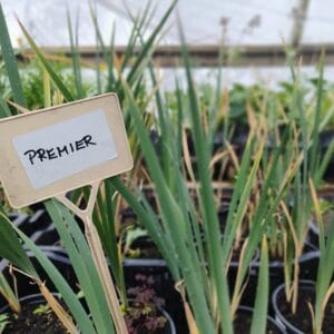 Kurjenmiekka - Premier