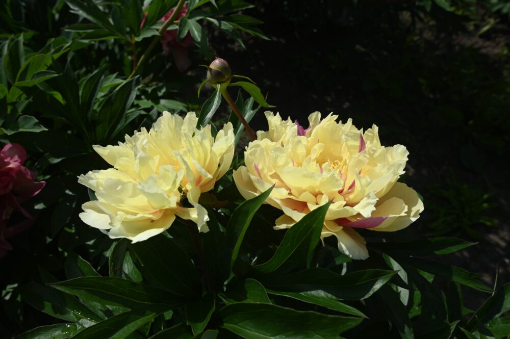 Lemon Dream - Image 2